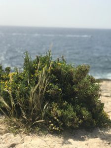 Malta Flora and Fauna - Tours in Malta