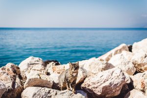 Cats in Malta - Discover Hidden Places in Malta